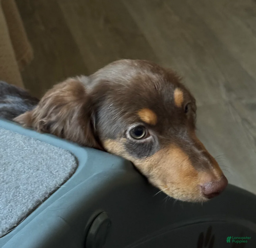 Miniature Dachshund dogs for sale: Miniature Dachshund Puppy 1 - Ad 6