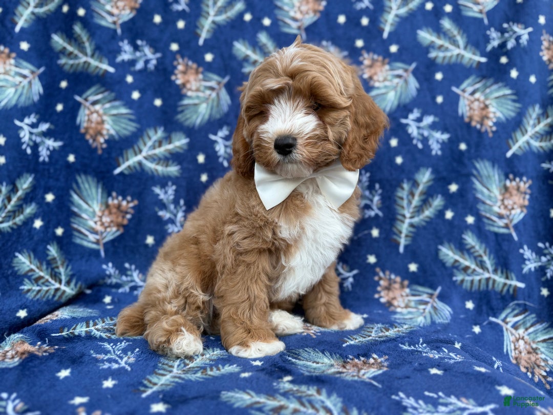 Cockapoo dogs for sale: Boots - Ad 5