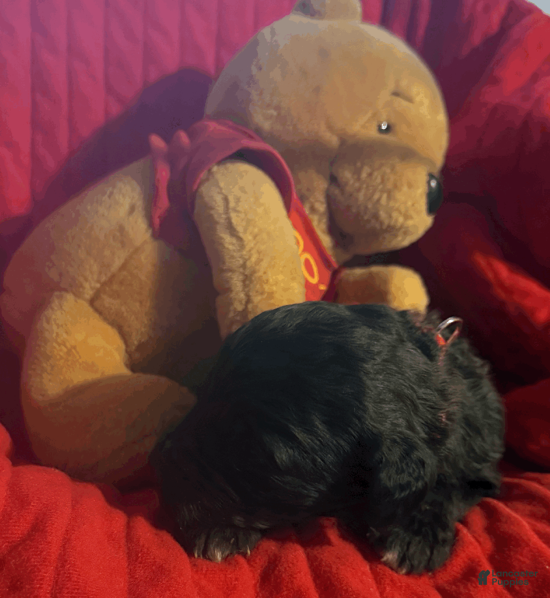 Goldendoodle dogs for sale: Red - Ad 2