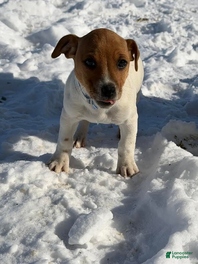 Jack Russell Terrier dogs Jenni - Ad 19