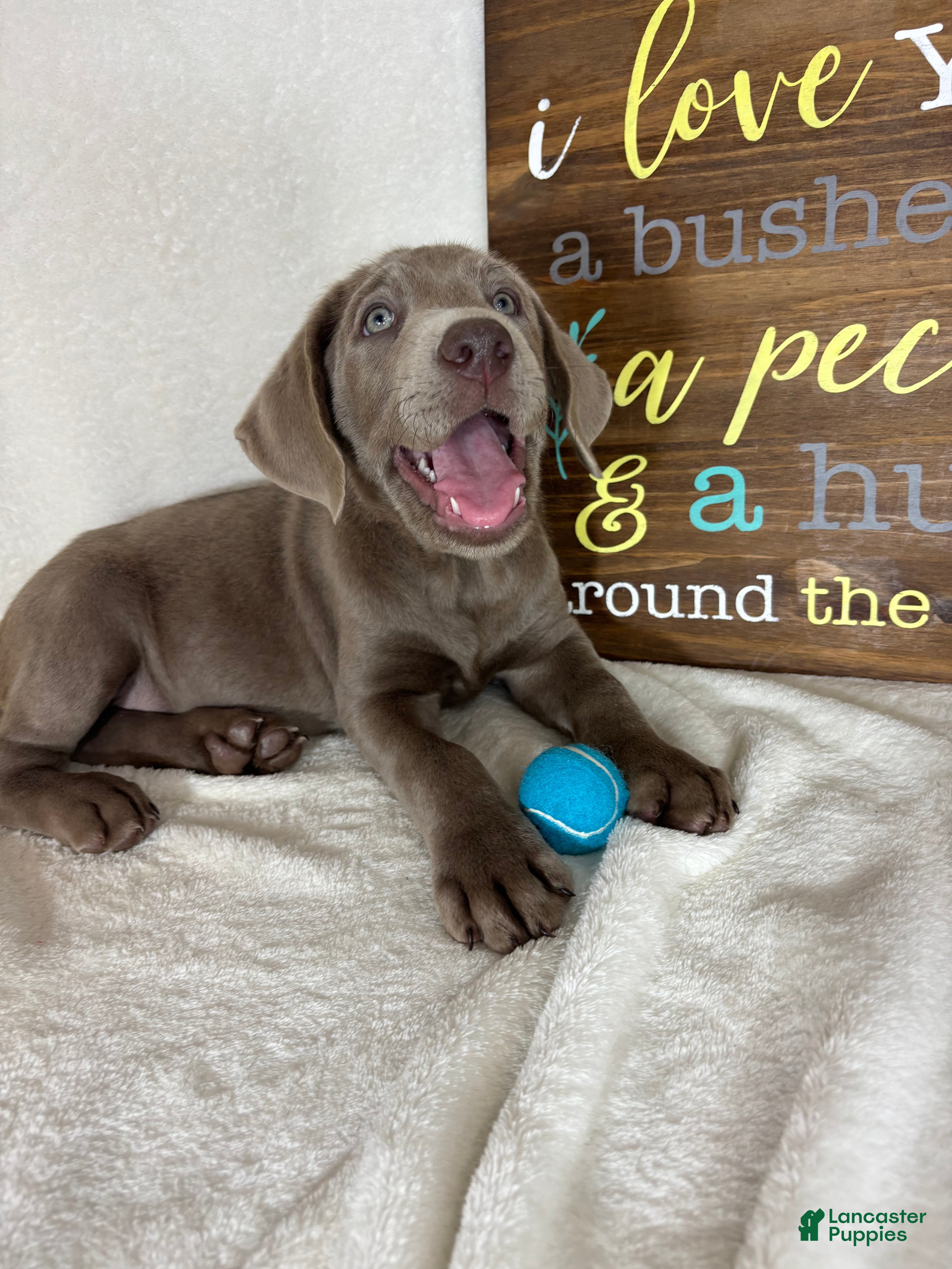 Labrador Retriever dogs Slate - Ad 20