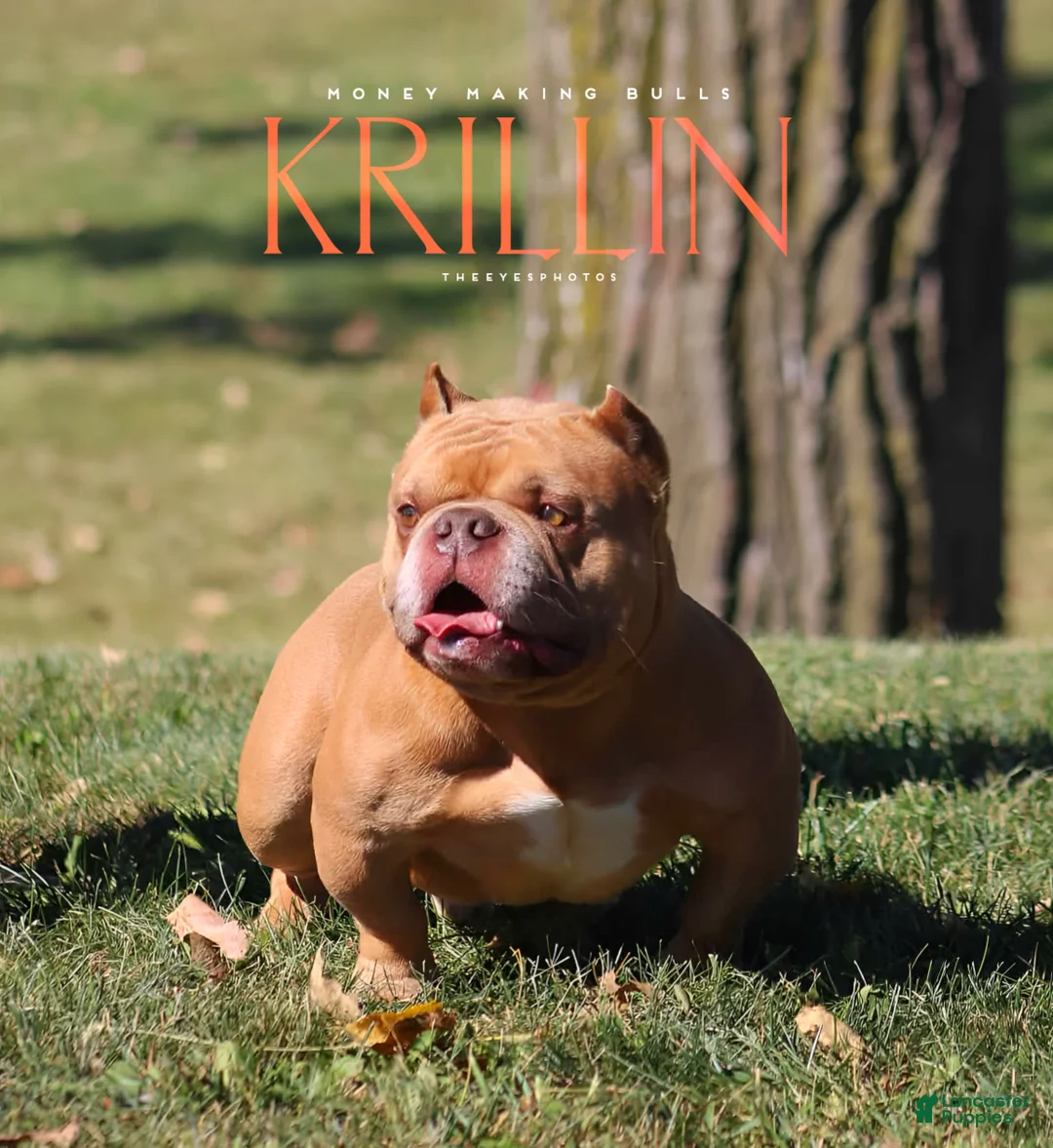 American Bully dogs for sale: Krillin - Ad 2