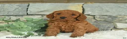 Mini Goldendoodle dogs for sale: Red   - Ad 2