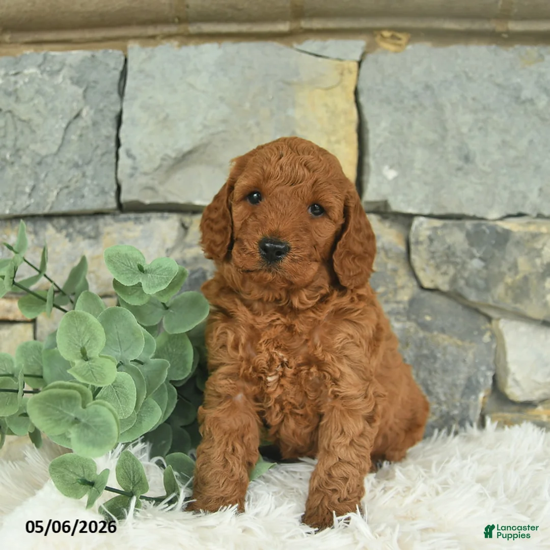 Mini Goldendoodle dogs for sale: Red   - Ad 2