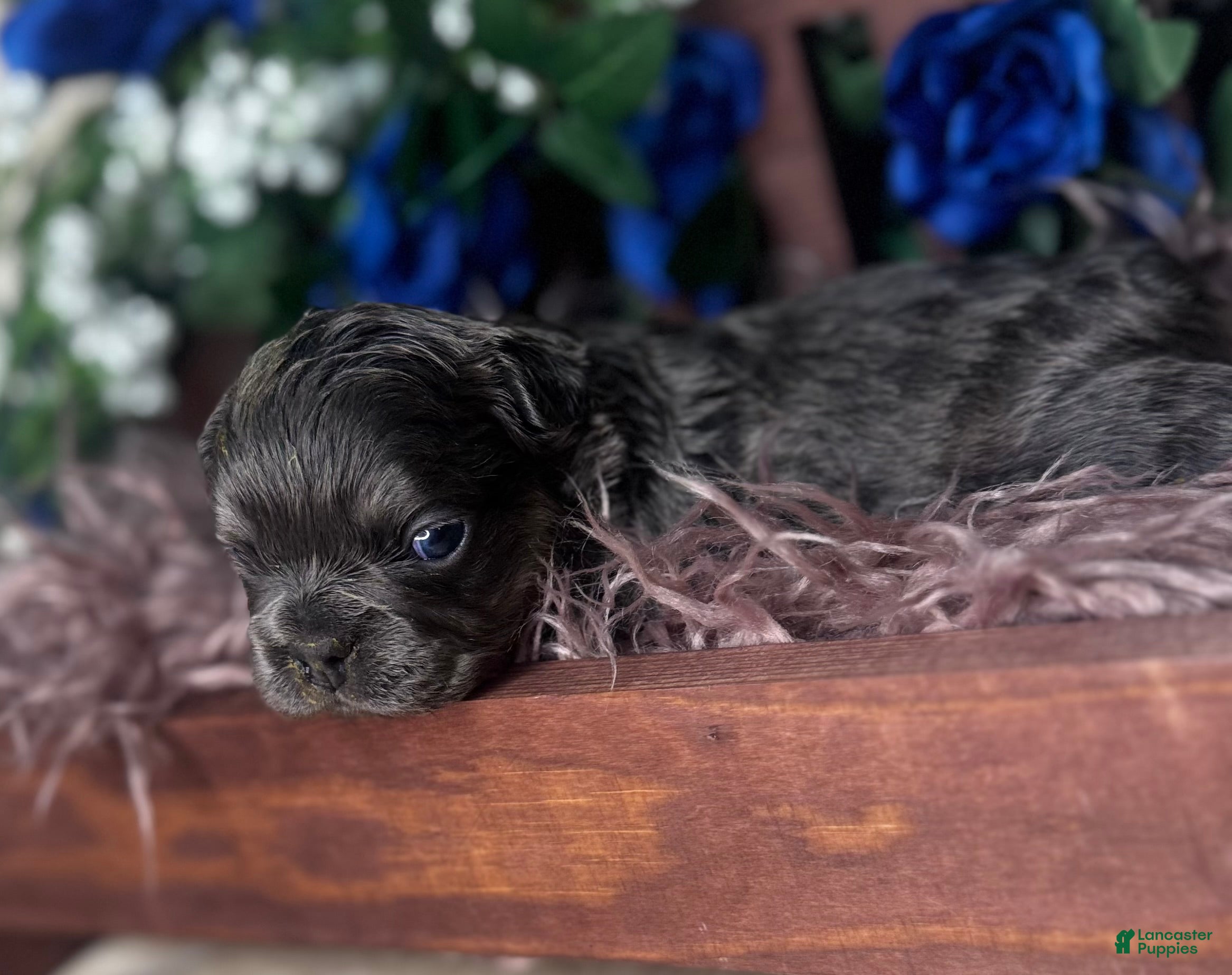 French Bulldog dogs TWINKLE - Ad 25