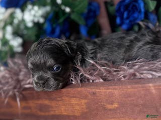 French Bulldog dogs TWINKLE - Ad 25