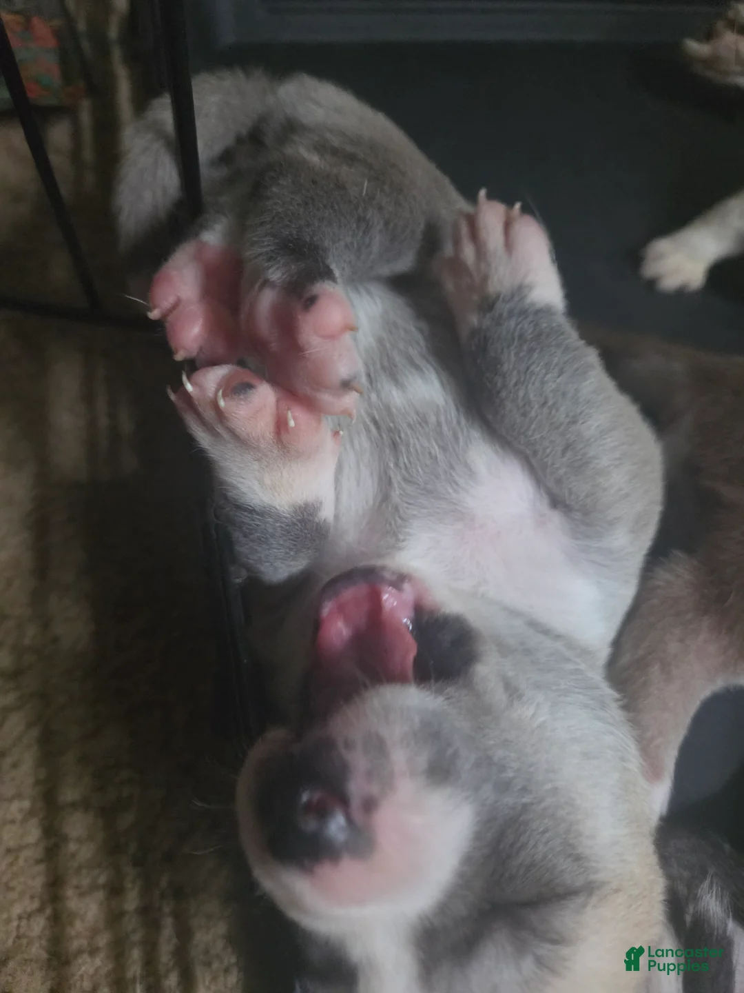 Pitsky dogs for sale: Pitsky 4 - Ad 1