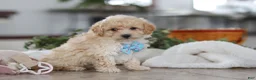 Maltipoo dogs for sale: Bodie - Ad 8
