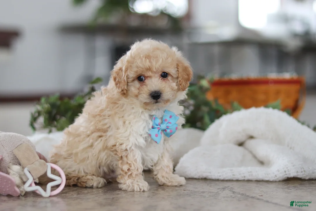 Maltipoo dogs for sale: Bodie - Ad 8