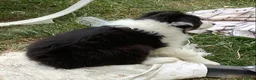 Australian Shepherd dogs for sale: Panda - Ad 4