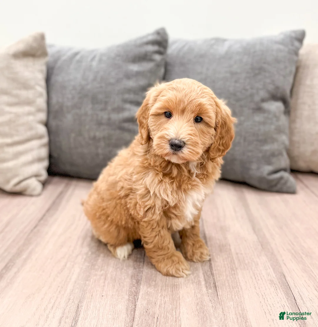 Labradoodle dogs for sale: Jazz - Ad 4