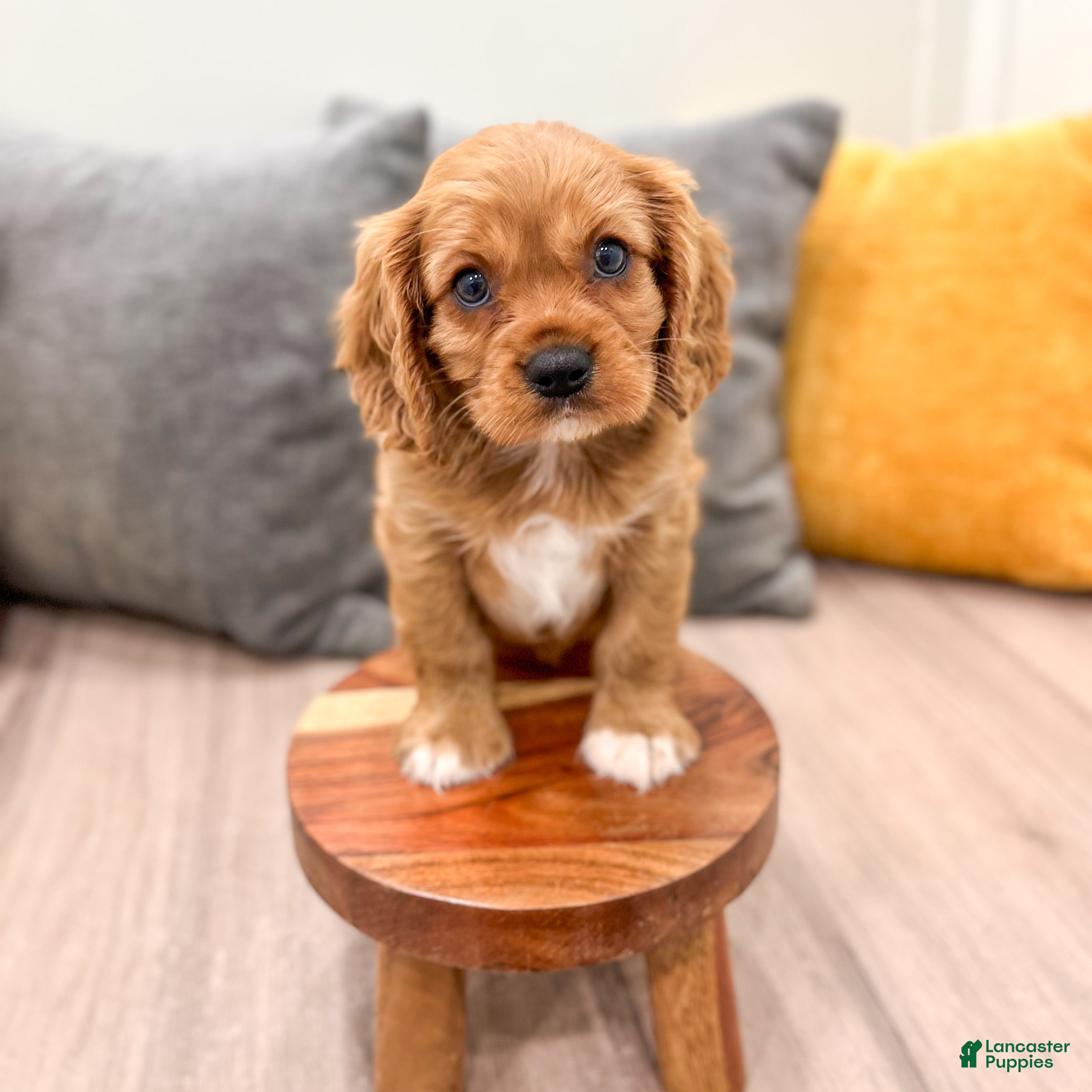 Cavalier King Charles Spaniel dogs Baxter - Ad 2