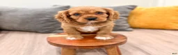 Cavalier King Charles Spaniel dogs for sale: Baxter - Ad 2