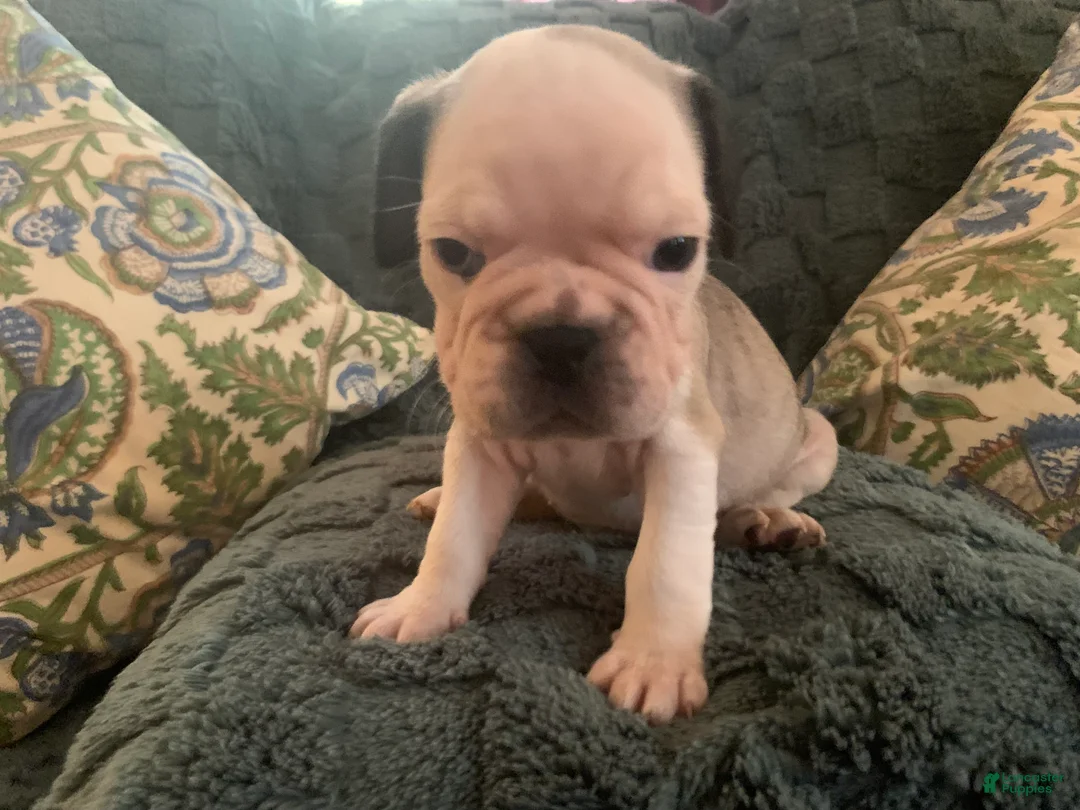 Frug dogs for sale: Snoopy - Ad 2