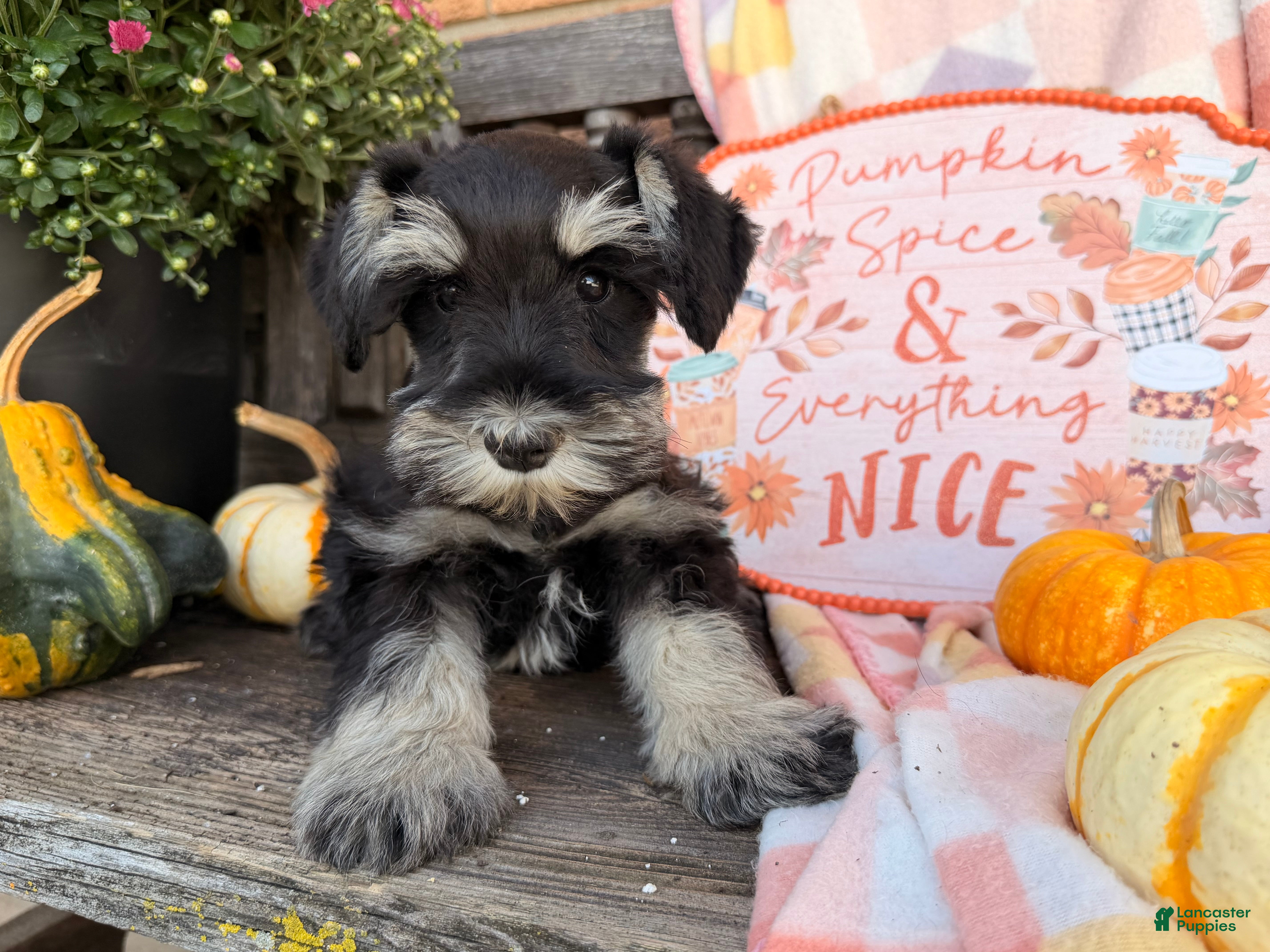 Miniature Schnauzer dogs Melody - Ad 2