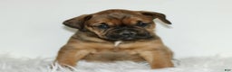 Mixed Breed dogs for sale: Dutchess  - Ad 3