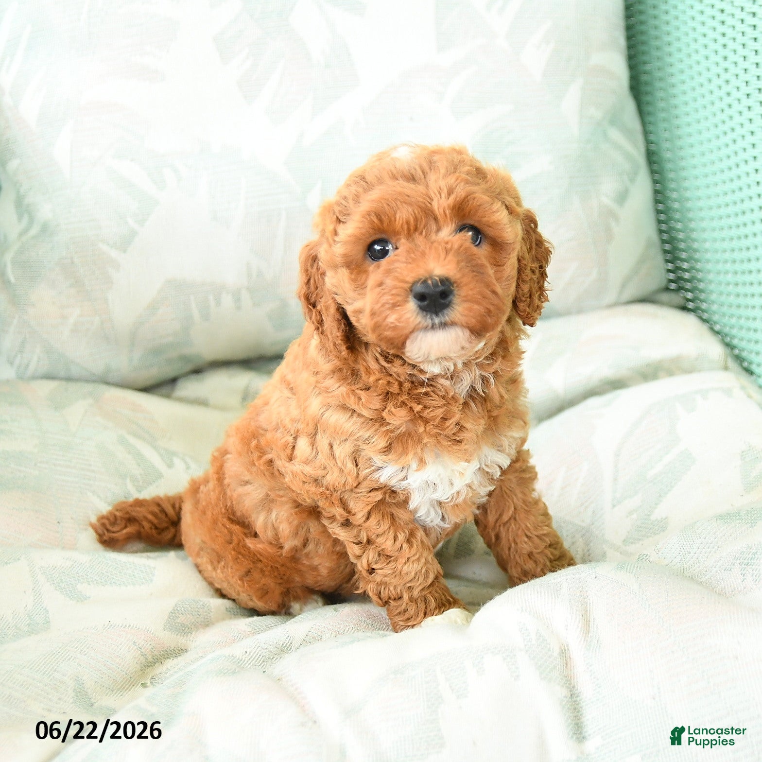 Miniature Poodle dogs Mariah - Ad 2