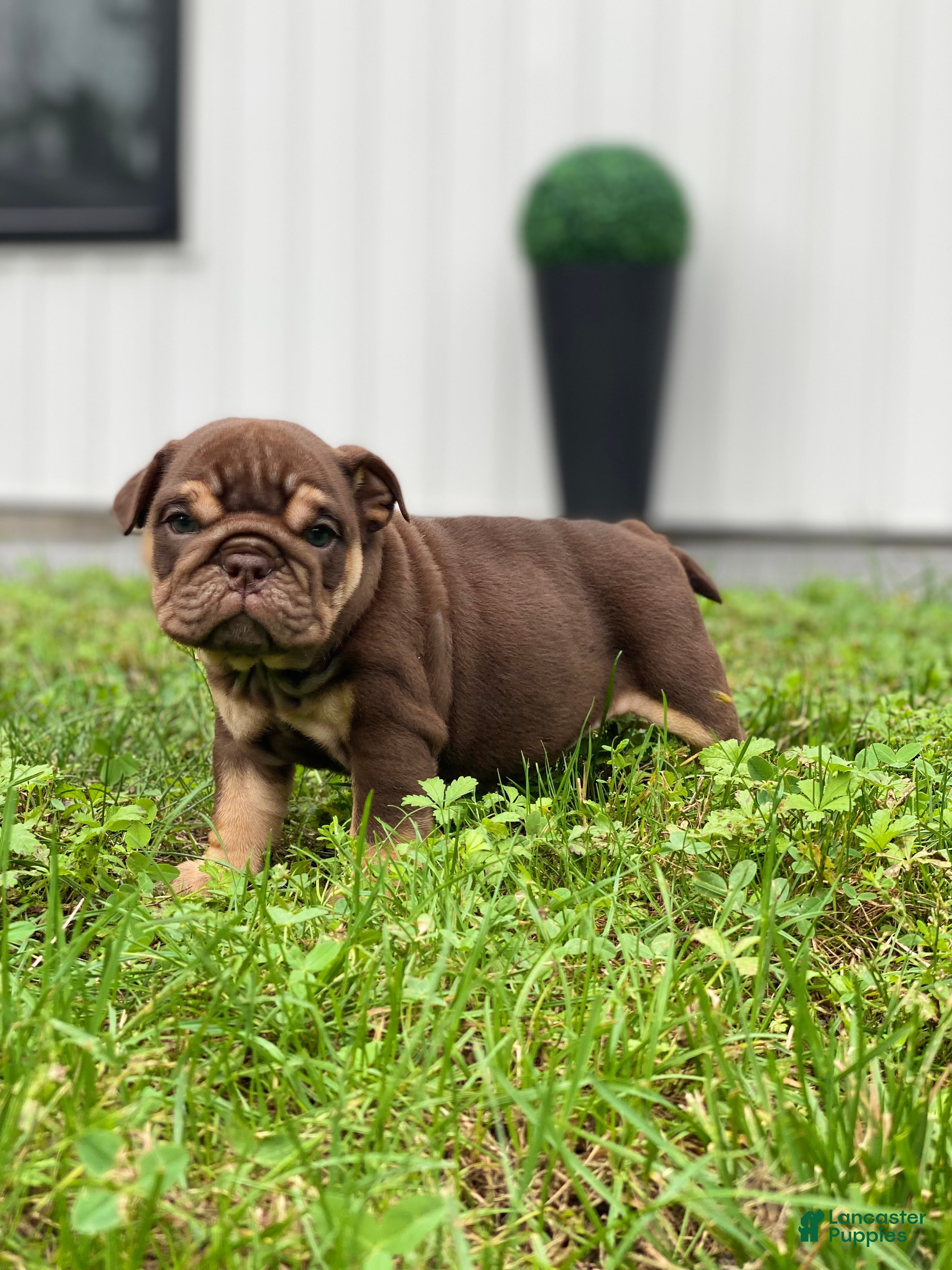 English Bulldog dogs Fire Ball - Ad 6