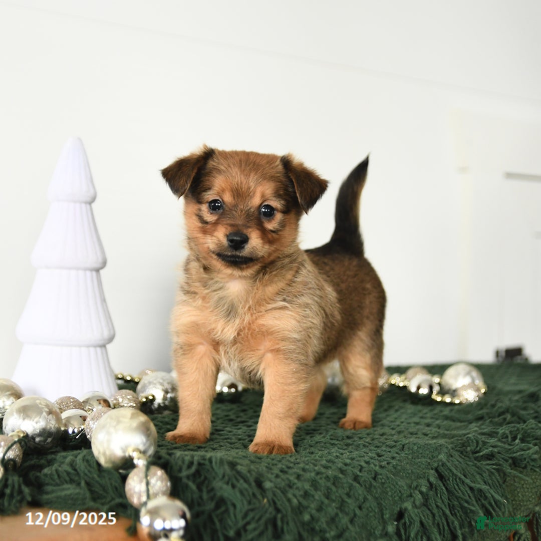Mixed Breed dogs for sale: Leo - Ad 2