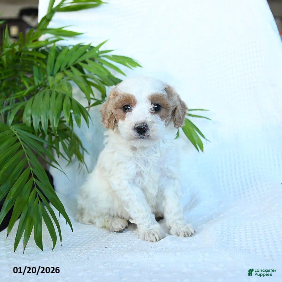 Miniature Poodle dogs for sale: Honey - Ad 4