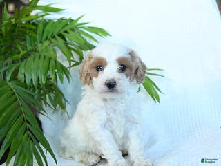 Miniature Poodle dogs for sale: Honey - Ad 4