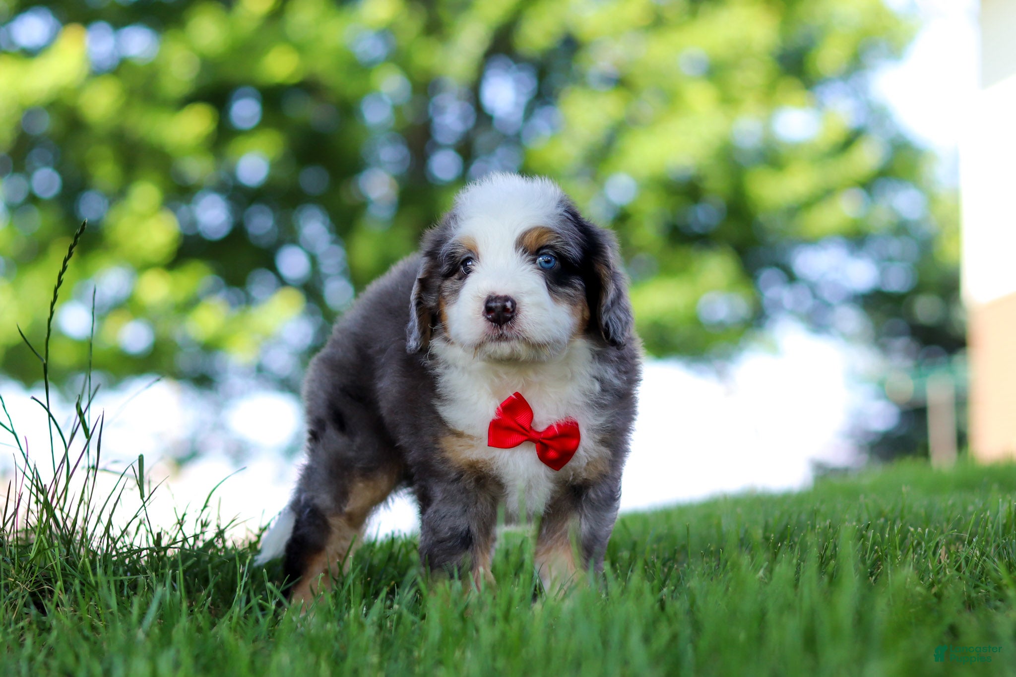 Mini Bernedoodle dogs Dragonfly - Ad 1