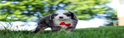 Mini Bernedoodle dogs for sale: Dragonfly - Ad 1