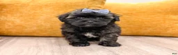 Shihpoo dogs for sale: Tommy - Ad 1