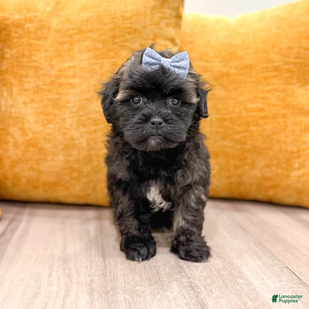 Shihpoo dogs for sale: Tommy - Ad 1
