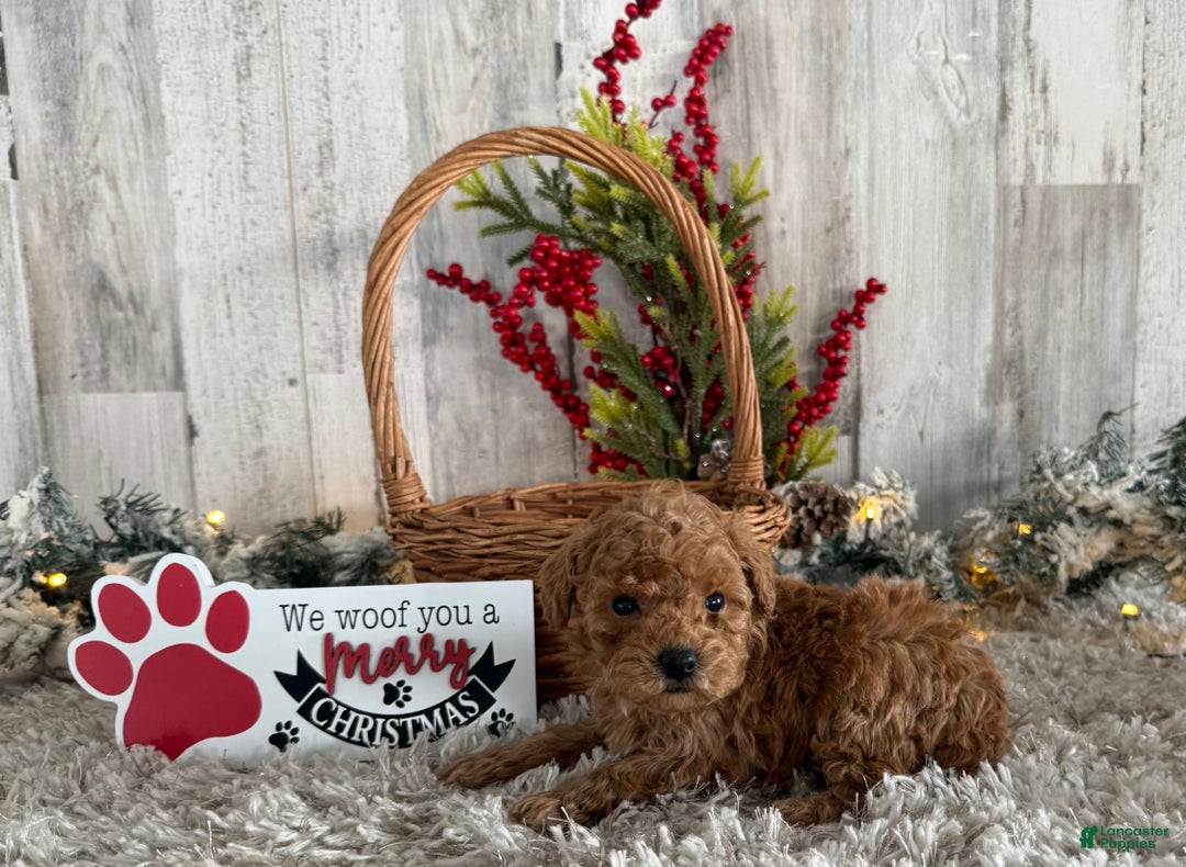 Toy Poodle dogs for sale: Turner - Ad 4