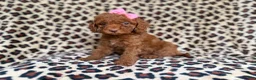 Cockapoo dogs for sale: Macey - Ad 8