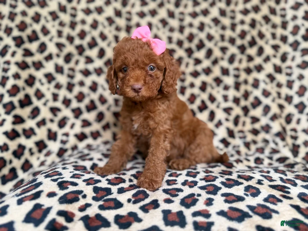 Cockapoo dogs for sale: Macey - Ad 8