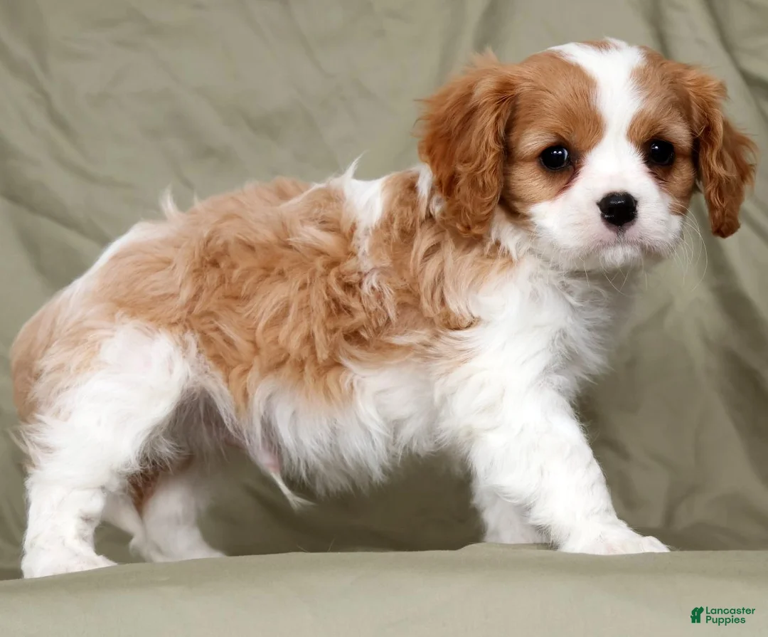 Cavalier King Charles Spaniel dogs for sale: Mason - Ad 1