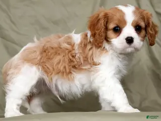 Cavalier King Charles Spaniel dogs for sale: Mason - Ad 4
