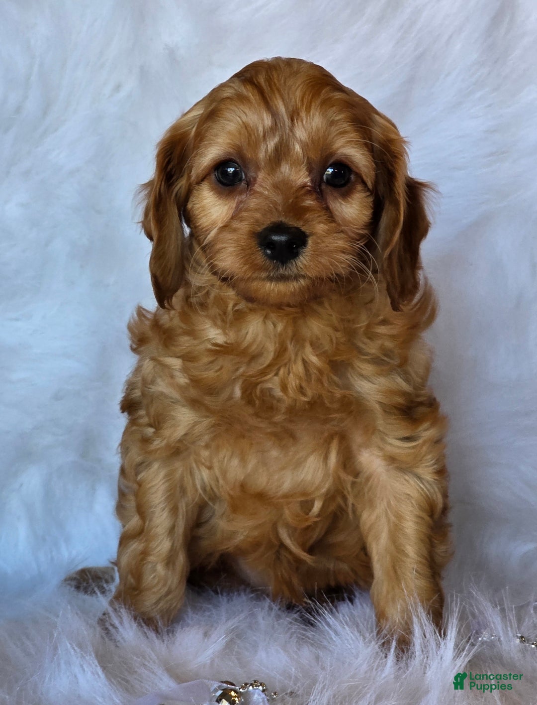 Cavapoo dogs for sale: Harley - Ad 3