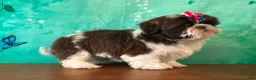 Shih Tzu dogs for sale: Clover - Ad 3