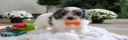 Mini Goldendoodle dogs for sale: Scout - Ad 8