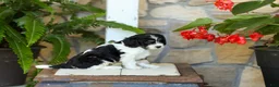 Cavapoo dogs for sale: Jessie - Ad 2