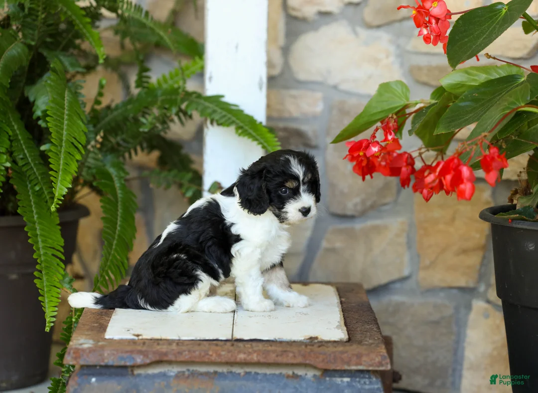Cavapoo dogs for sale: Jessie - Ad 2