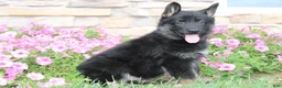 German Shepherd dogs for sale: Hudson - Ad 1