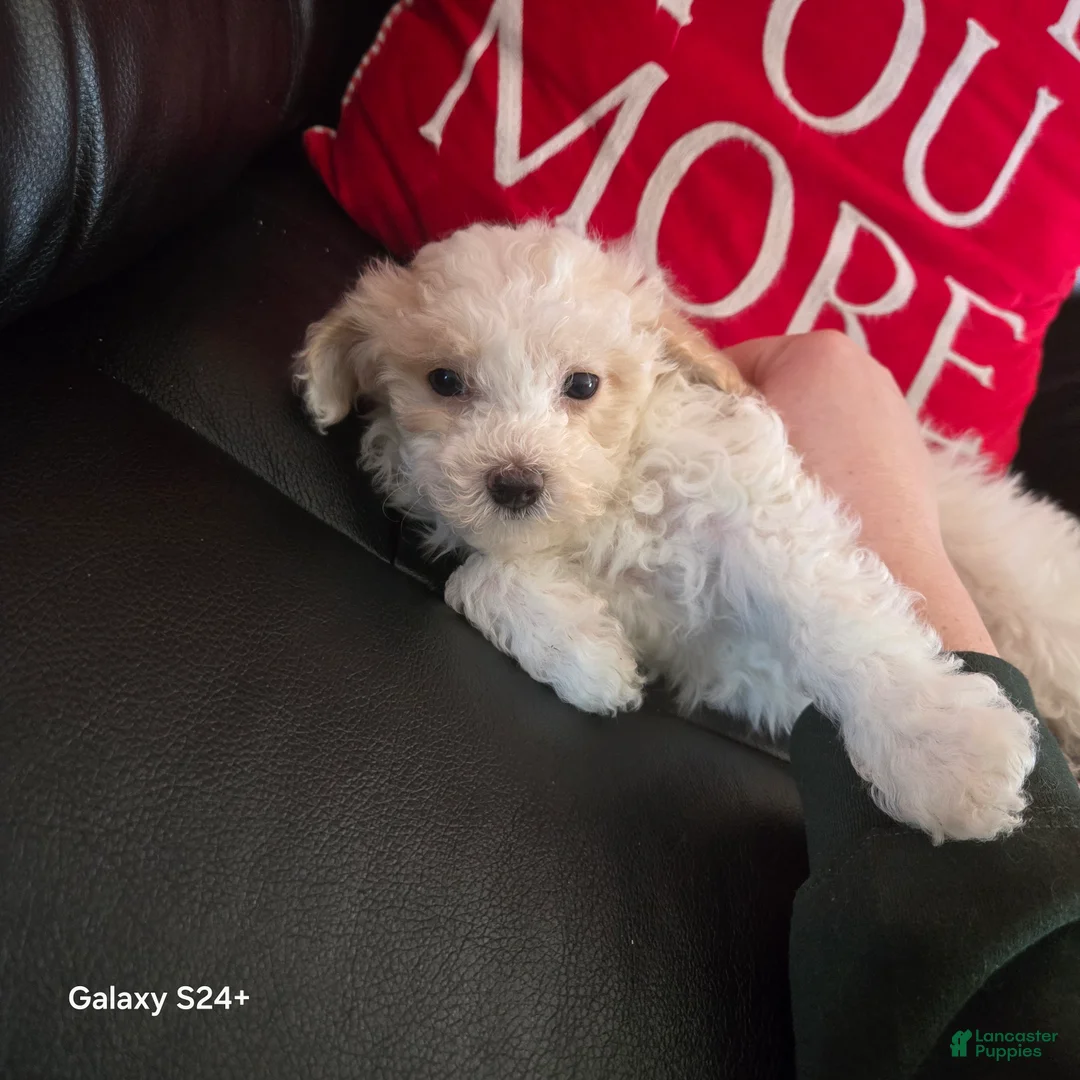 Havapoo dogs for sale: Havapoo Puppy 1 - Ad 3