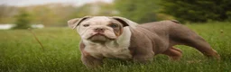 English Bulldog dogs for sale: Neal English Bulldog Puppy  - Ad 7