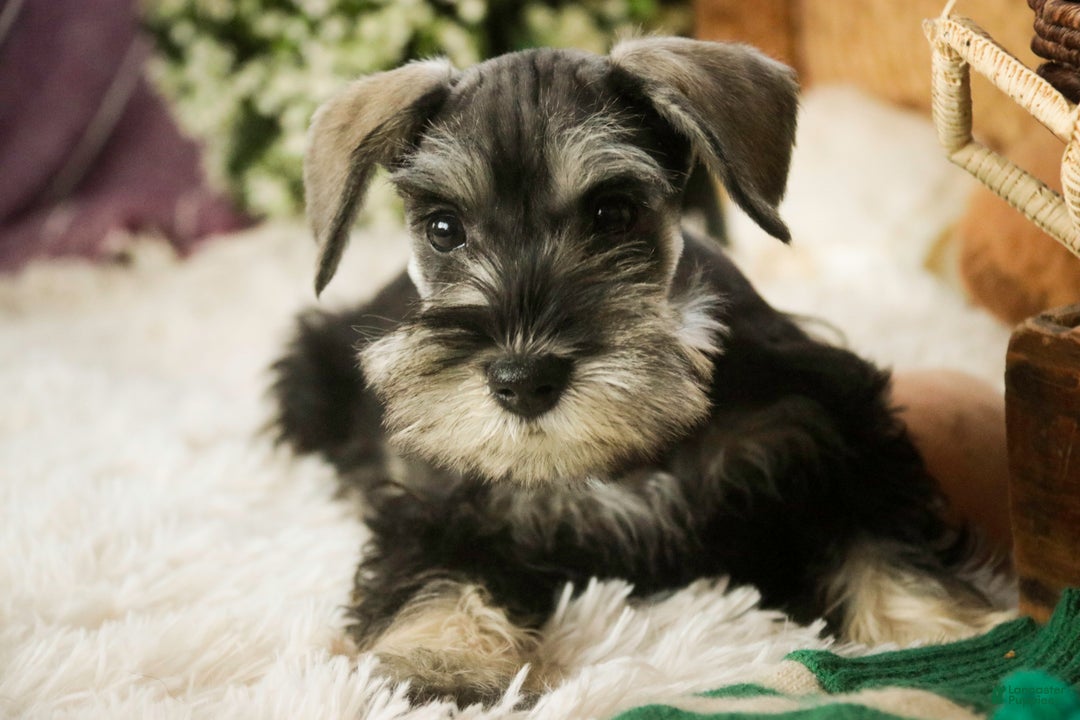 Miniature Schnauzer dogs for sale: Holly - Ad 4