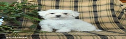 Bichon Frise dogs for sale: Daisy - Ad 4