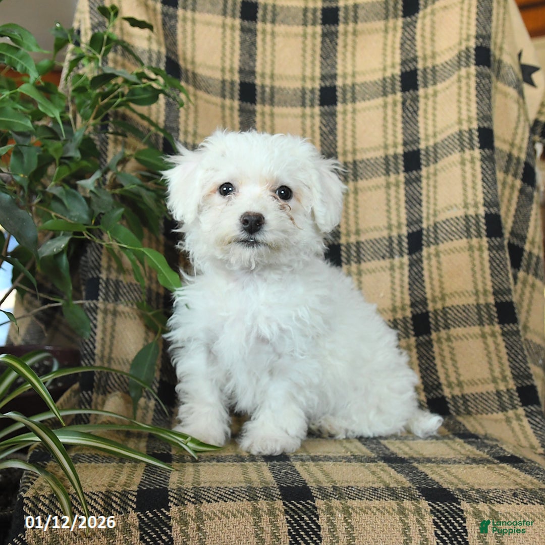Bichon Frise dogs for sale: Daisy - Ad 4