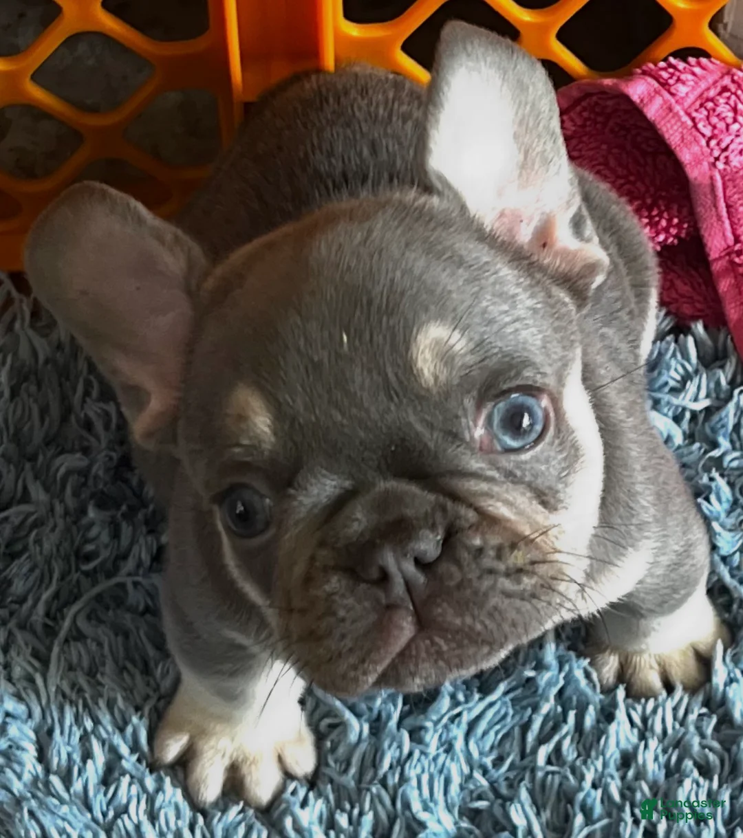 French Bulldog dogs for sale: French Bulldog 3 Rigbee - Ad 2