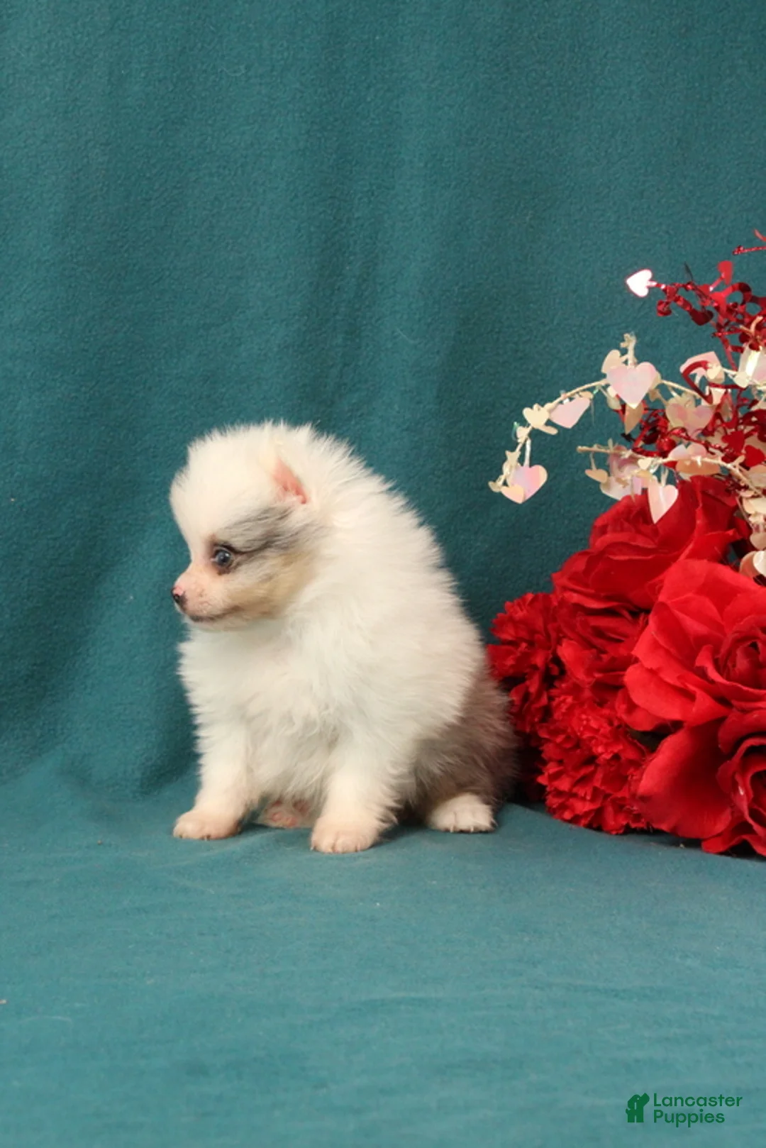 Pomeranian dogs for sale: Tyler - Ad 3