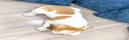 Beabull dogs for sale: Cody - Ad 5