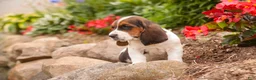 Basset Hound dogs for sale: Marlowe - Ad 4