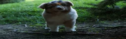 Miniature Australian Shepherd dogs for sale: LUCKY - Ad 4